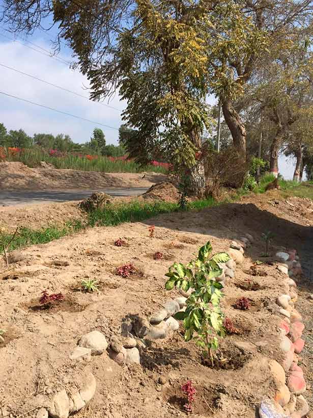 sembrio-de-plantas-donadas
